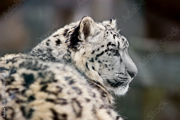 Obraz Schneeleopard (Uncia uncia)