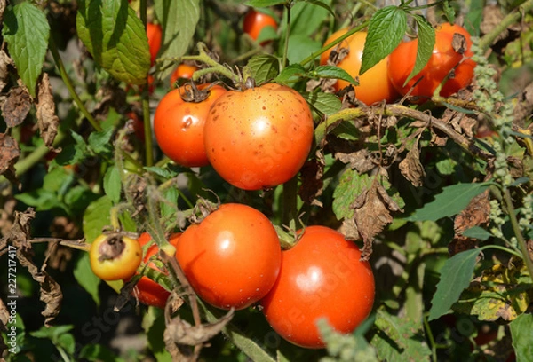 Obraz Pomidory zachorują przez Phytophthora infestans lub późną zarazę.