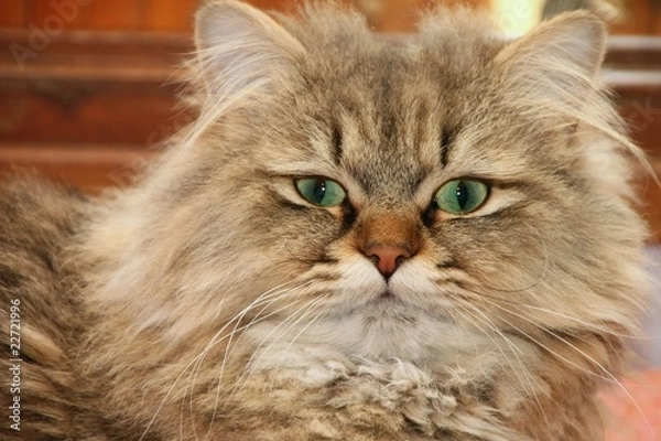 Fototapeta CHAT PERSAN