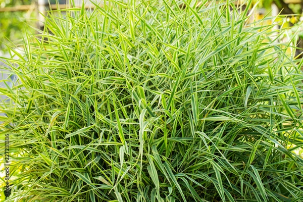 Fototapeta Bush Phalaris Arundinacea Growing In Landscape Design.