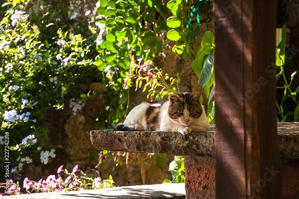 Obraz Gatto a riposo