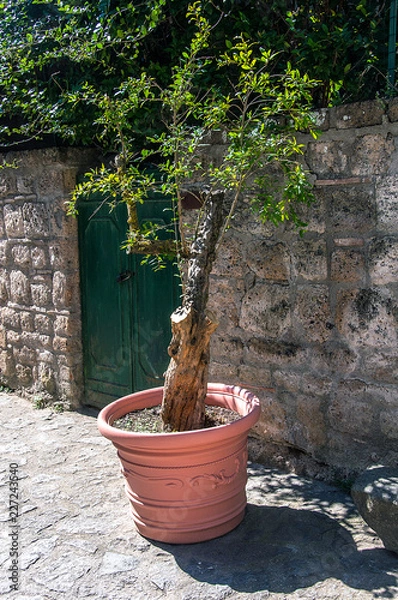 Obraz Vaso con olivo