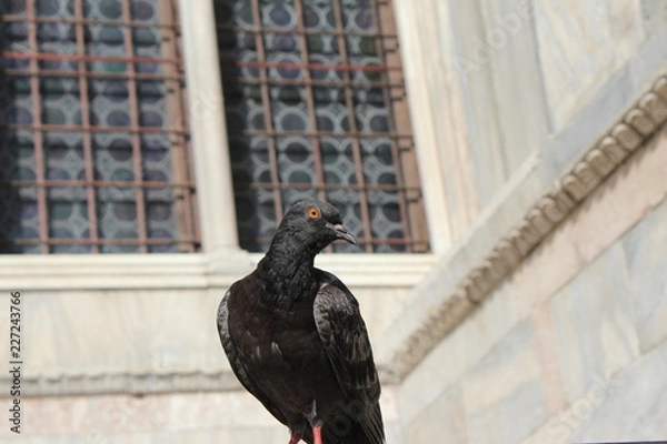 Obraz Venice - Italy