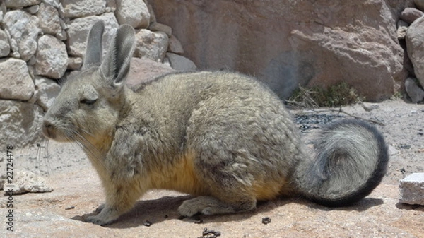 Fototapeta Viscacha