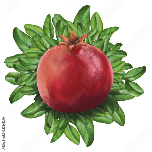 Obraz pomegranate