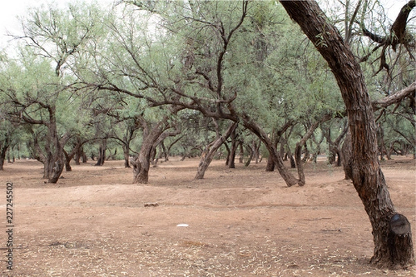 Obraz Mesquite Forrest