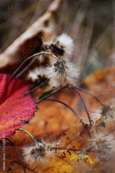 Obraz autumn collection