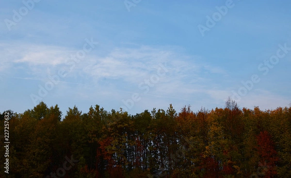 Obraz trees and blue sky