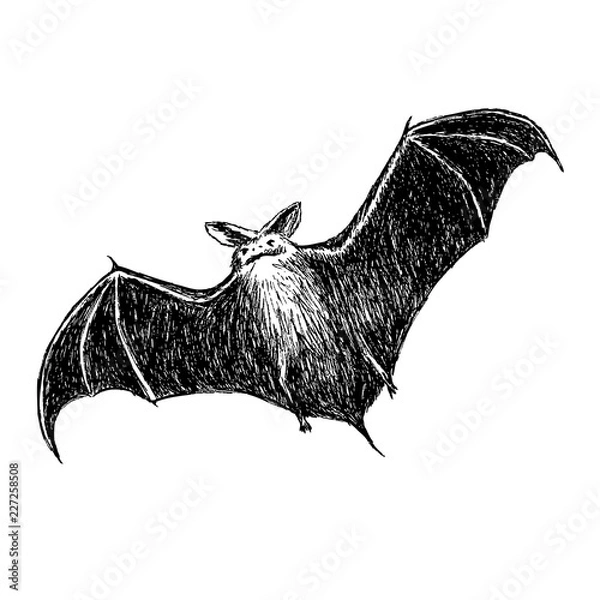 Fototapeta flying bat