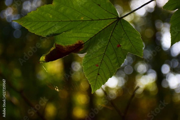 Obraz green maple leaves