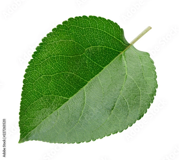 Fototapeta Green apple leaf isolated