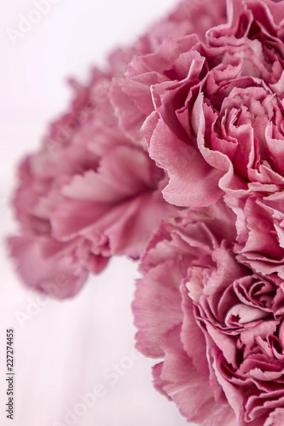 Obraz Pink carnation flowers on a light background