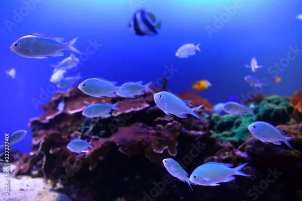 Obraz 観賞魚の大群