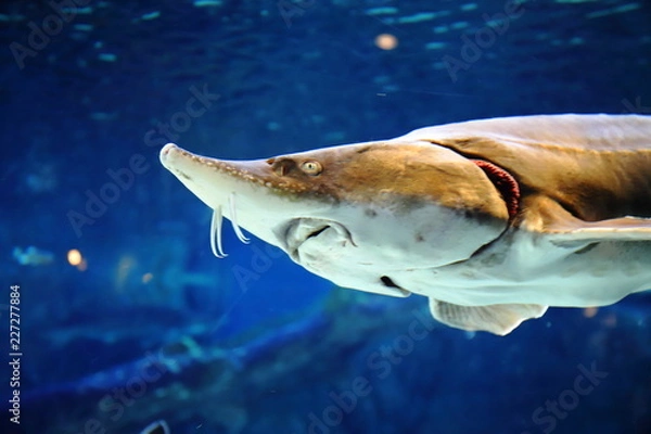 Obraz チョウザメ