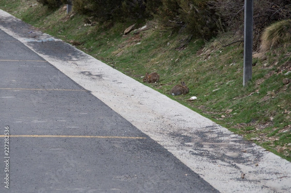 Obraz Two bunnies eating