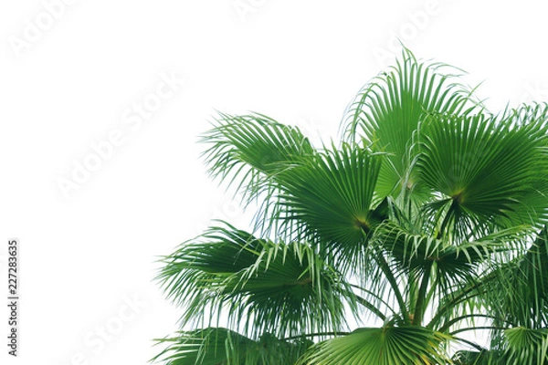 Fototapeta Exotic Tropical Palm Tree Isolated on White Background