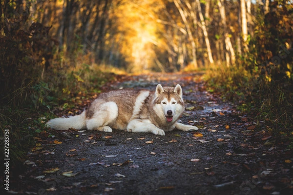 Fototapeta Portrait of gorgeous Siberian Husky dog lying in the bright enchanting golden fall forest