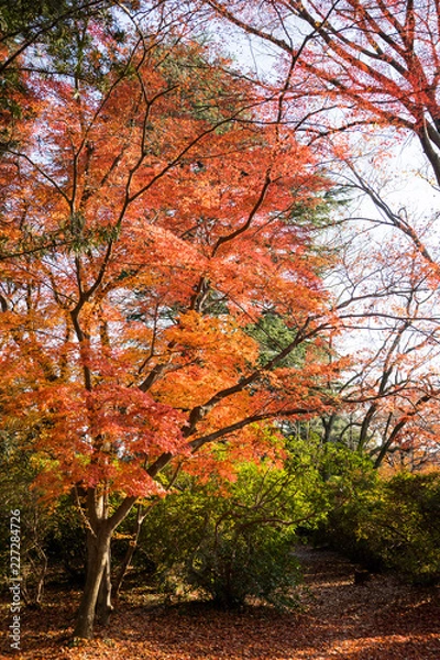 Fototapeta 紅葉するカエデ