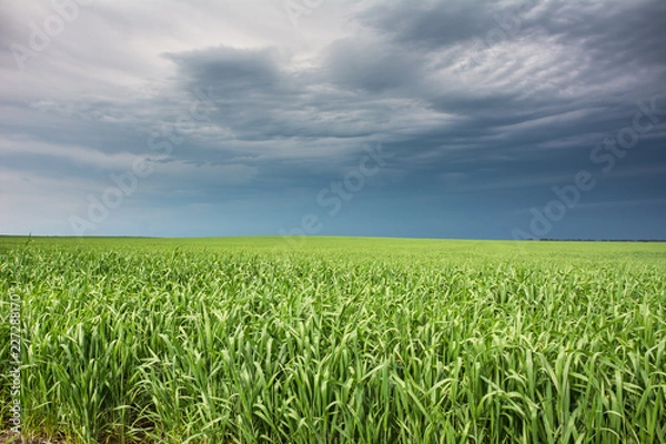 Obraz Sembrado de trigo