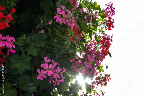 Obraz Blüten mit Sonnenstern