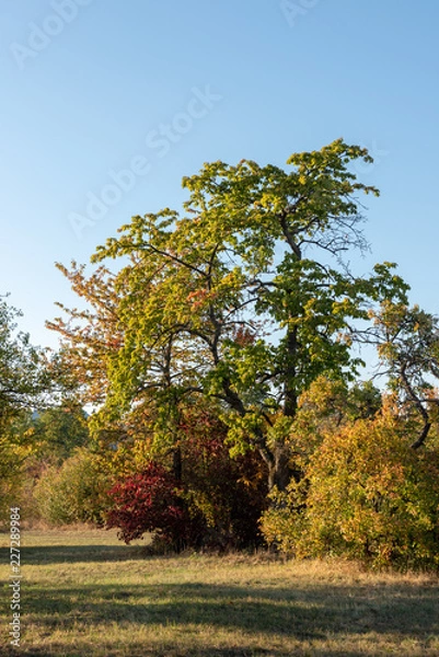 Obraz Bäume im Herbst