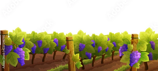 Fototapeta Vineyard with purple grapes isolated on white background. Autumn season. Vector illustration.