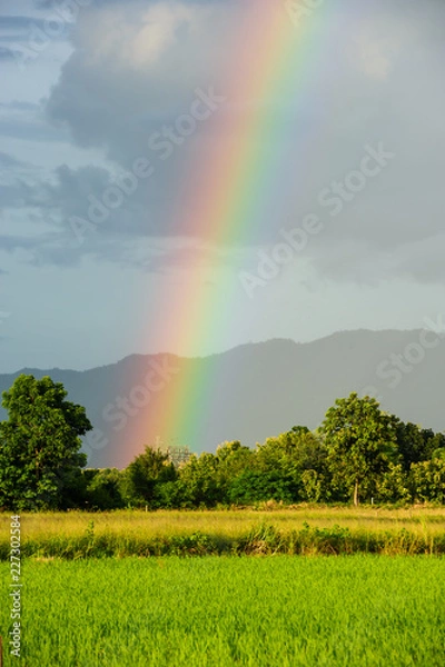 Fototapeta Rainbow over field while raining on sunny day.