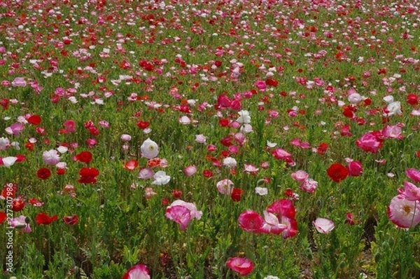 Fototapeta 花畑  花