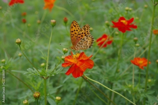 Fototapeta 花と蝶