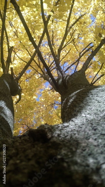 Obraz autumn in park