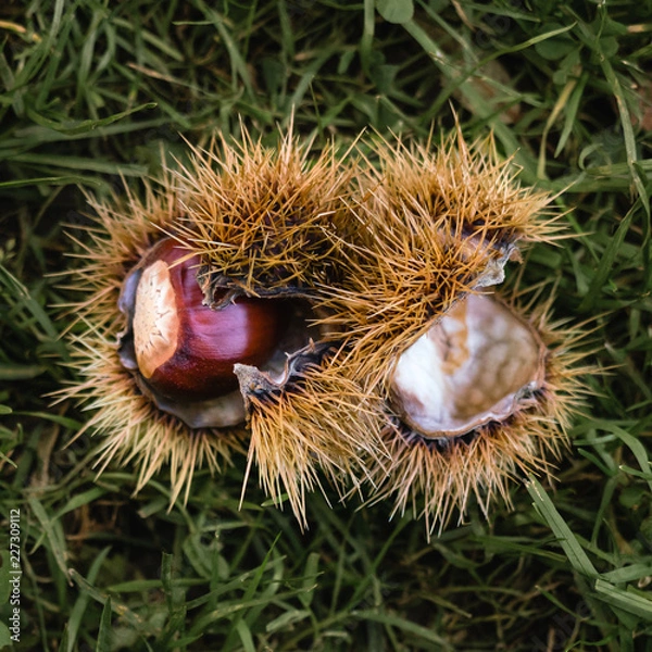 Obraz Stachelige Kastanie 