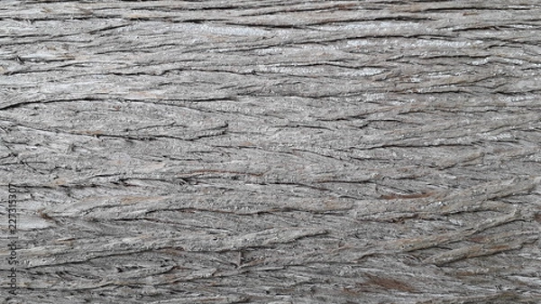 Obraz grey tree bark