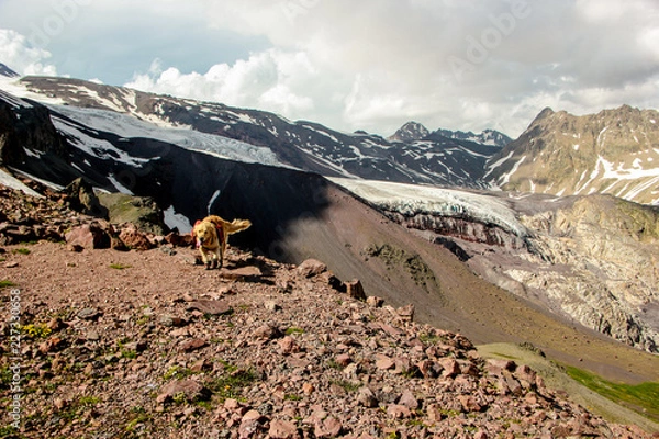 Obraz dog in the mountain