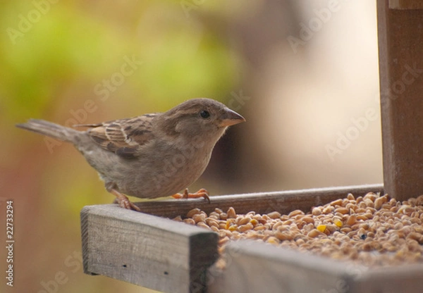 Obraz british sparrow on feed table