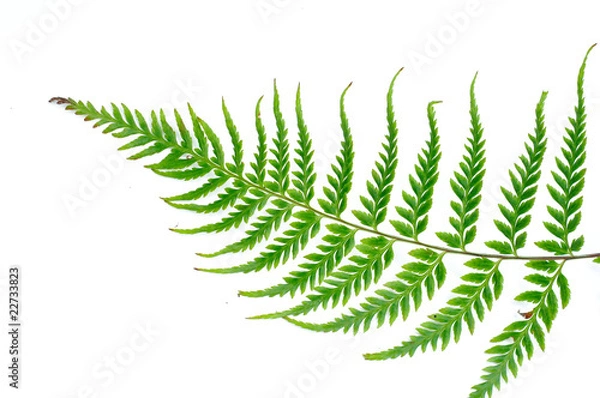 Obraz fern leaf