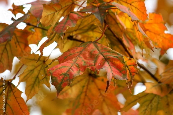 Obraz Liście w kolorach