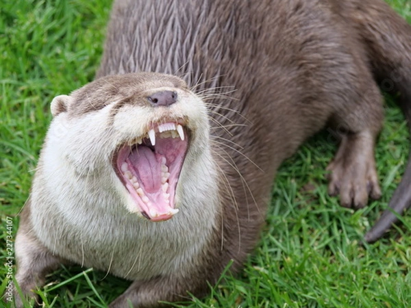 Obraz Otter zeigt die Zähne