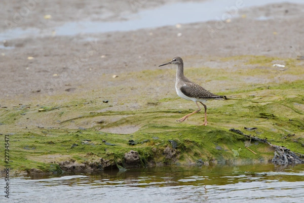 Fototapeta Redshank