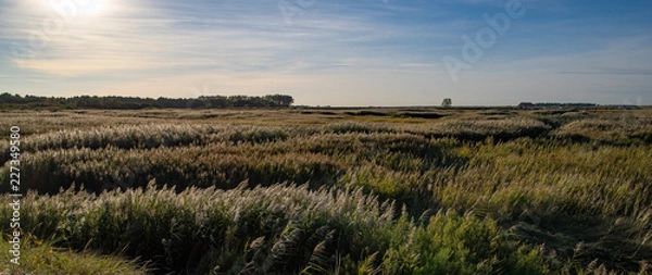 Obraz Norfolk Coastal Marshes