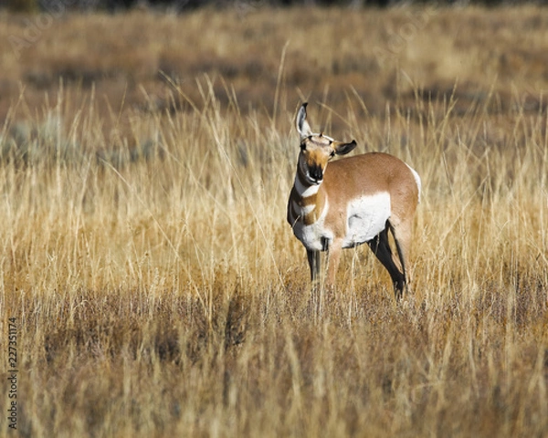 Obraz Pronghorn