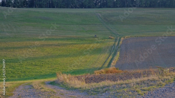 Fototapeta the sunset field