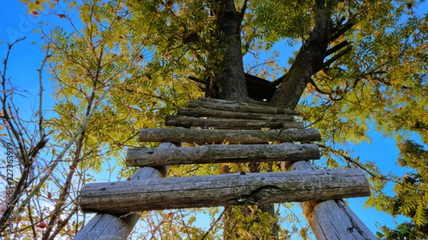 Obraz ladder on a beautiful tree