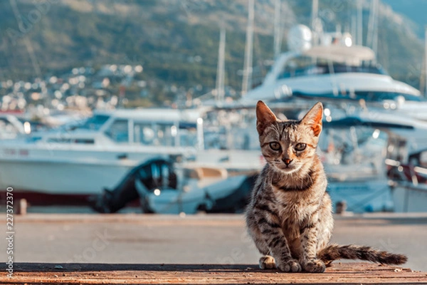 Obraz The cat is on the quay.