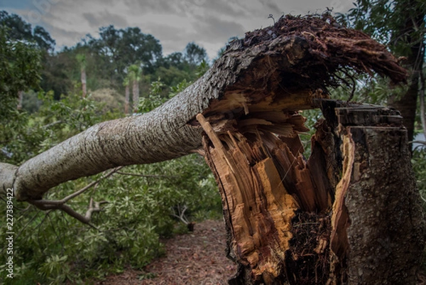 Obraz Destruction from Hurricane Michael 