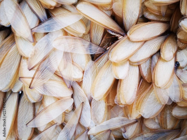 Obraz Wing of mayfly