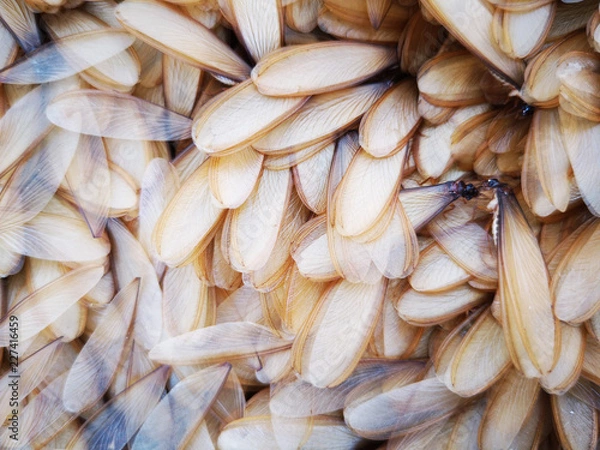 Obraz Wing of mayfly