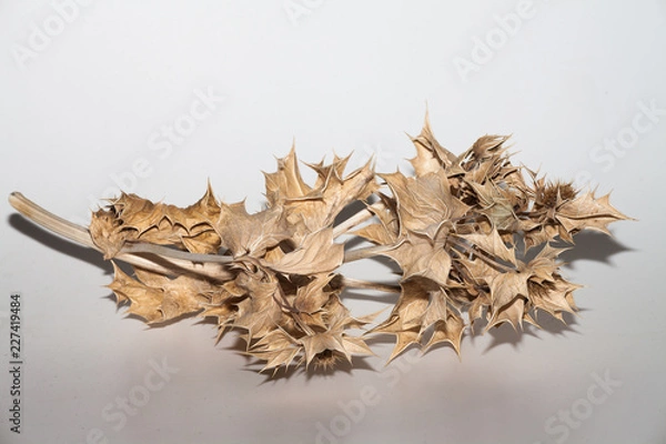 Fototapeta getrocknete Distel