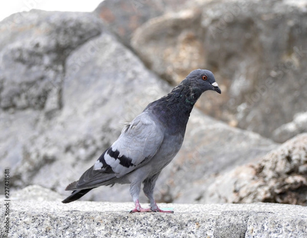 Obraz one pigeon