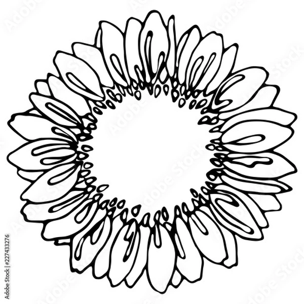 Fototapeta sunflower