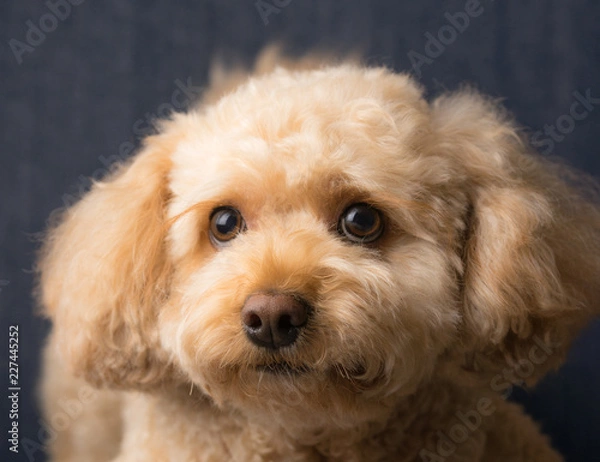 Obraz Cavapoo Puppy